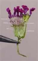  Flower-Longitudinally opened